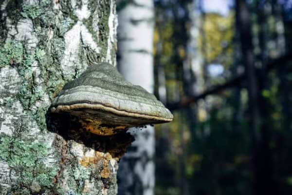 Chaga-Pilz